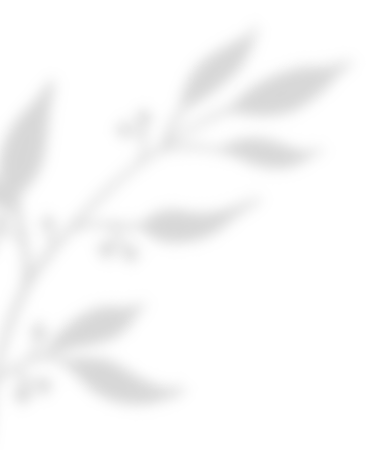 https://kismett.co/wp-content/uploads/2020/11/shadow_leaves_02.png