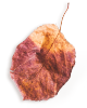 small_leaf_01 https://kismett.co/wp-content/uploads/2020/11/small_leaf_01.png