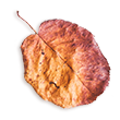 small_leaf_02 https://kismett.co/wp-content/uploads/2020/11/small_leaf_02.png