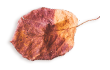 small_leaf_03 https://kismett.co/wp-content/uploads/2020/11/small_leaf_03.png