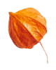small_leaf_04 https://kismett.co/wp-content/uploads/2020/11/small_leaf_04.png