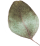 https://kismett.co/wp-content/uploads/2020/12/separate_leaf.png