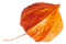 https://kismett.co/wp-content/uploads/2020/12/small_leaf_05.png